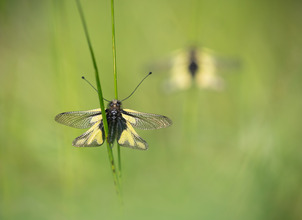 KG Libellen-Schmetterlingshafte