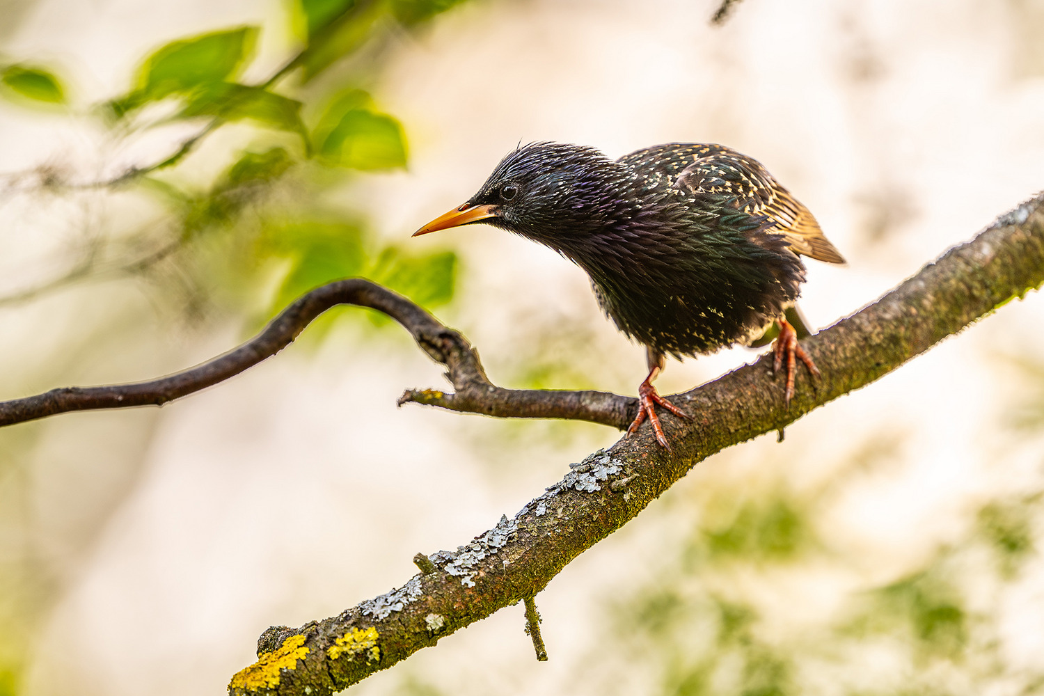Paypoq kiygan qizning erotik fotosuratlari